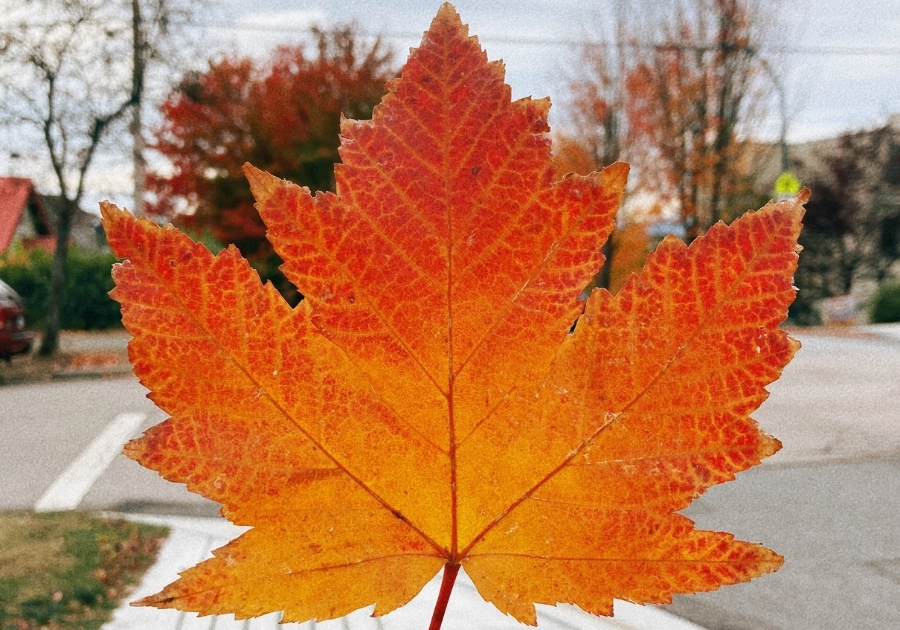 カナダ・バンクーバーで紅葉した楓の葉を手に持つ写真。冬に向けて季節の移り変わりを感じる情景。